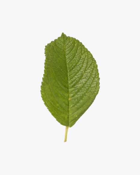 Free Green Leaf