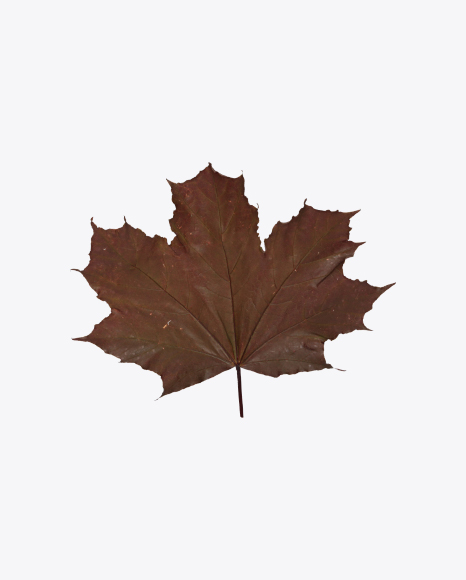 Free Maple Leaf