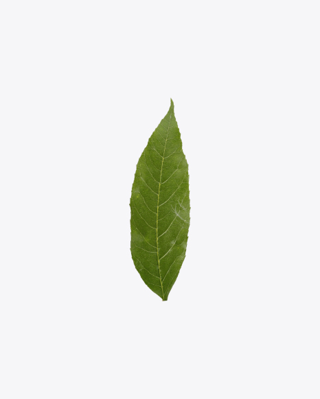 Free Green Leaf