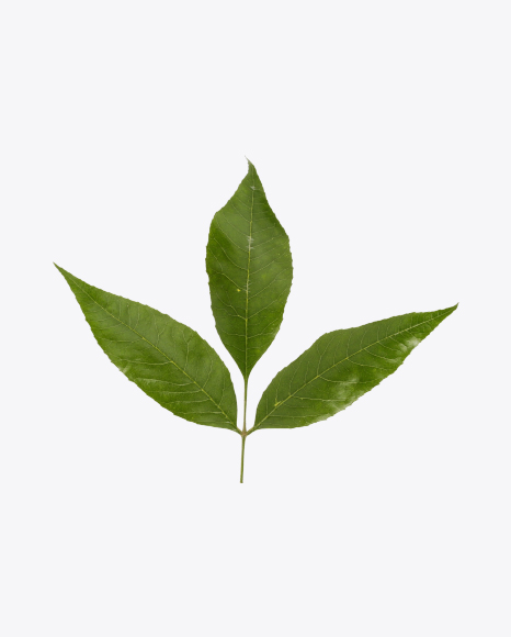 Free Green Leaves