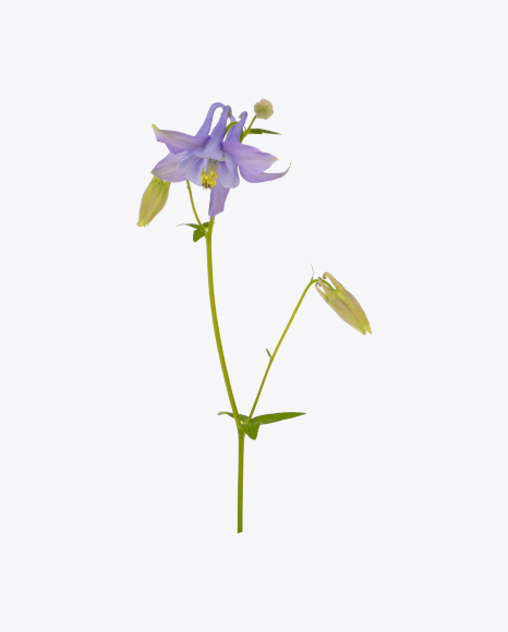 Free Aquilegia Flower