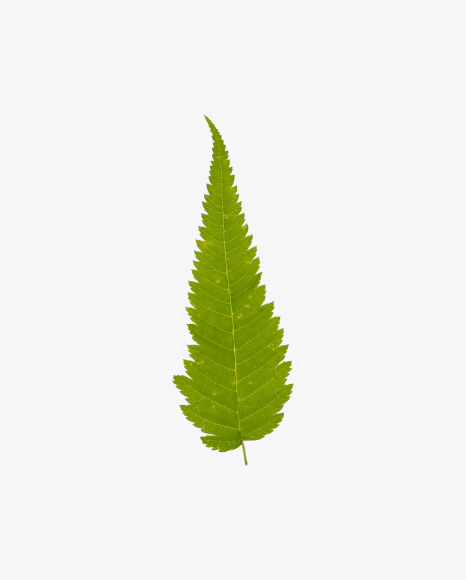 Free Fern Leaf