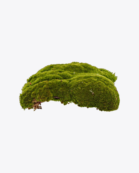 Free Clump of Moss