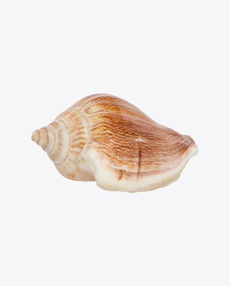 Free Glossy Striped Seashell