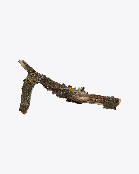 Free Tree Branch with Lichens