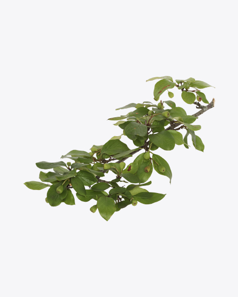 Free Bush Branch with Leaves and Berries