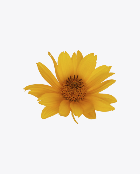 Free Calendula Flower