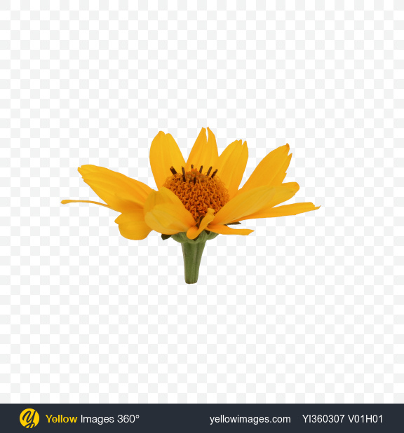 Download Download Calendula Flower Transparent Png On Yellow Images 360 PSD Mockup Templates