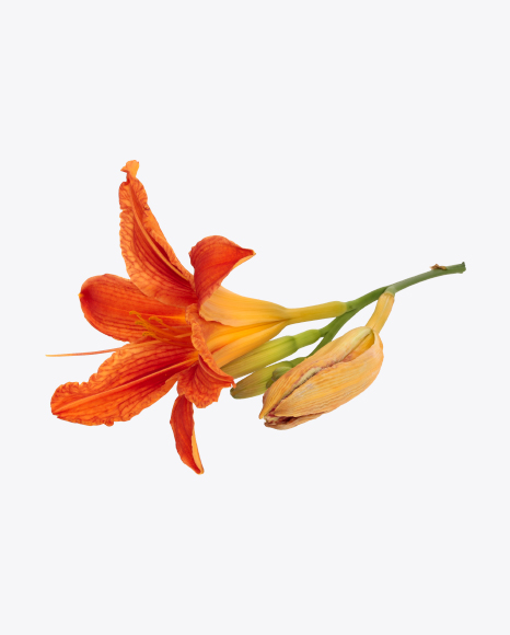 Free Orange Daylily Flower