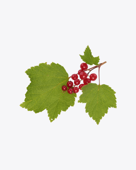 Free Red Currant