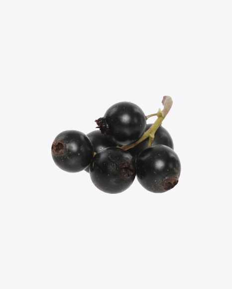 Free Black Currant