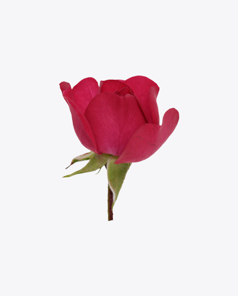 Free Mini Rose Bud