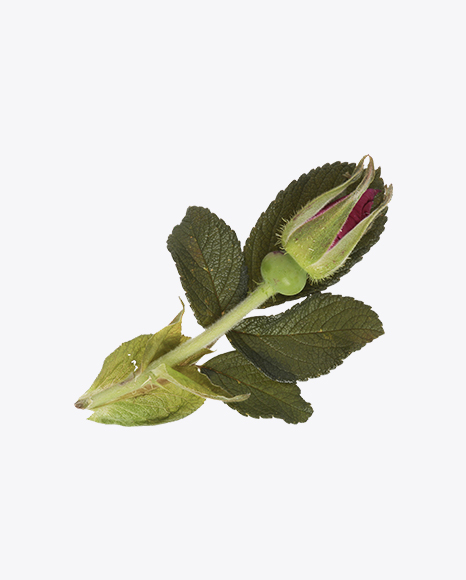 Free Rosehip Bud with Leaves