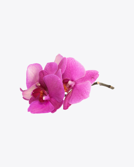 Free Orchid Flowers on Stem