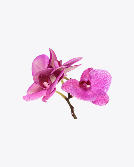 Free Orchid Flowers on Stem