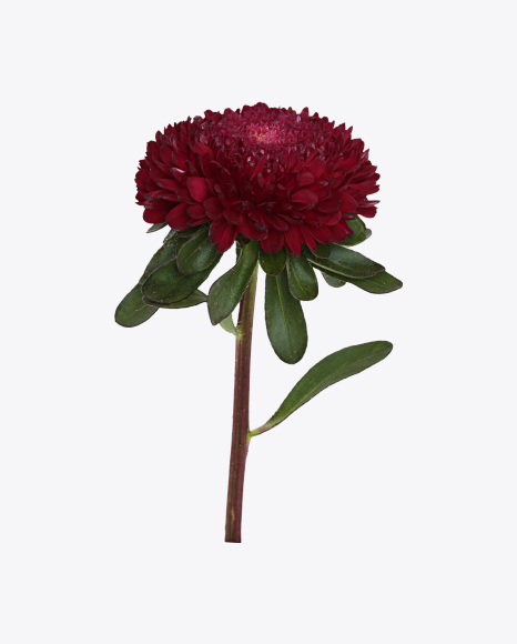 Free Dark Red Aster Flower