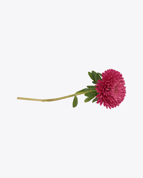 Free Pink Aster Flower