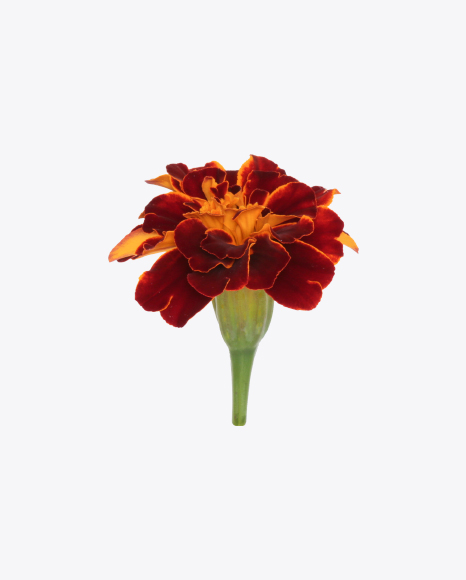 Free Dark Red Marigold Flower