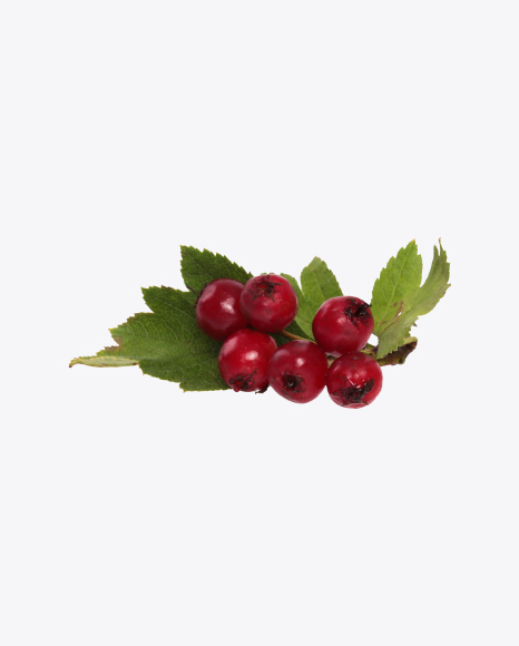 Free Hawthorn Berries