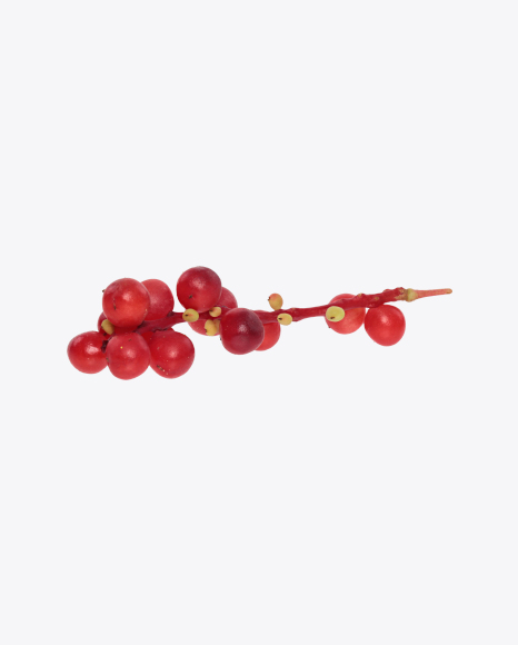 Free Magnolia-Vine Berries on Branch