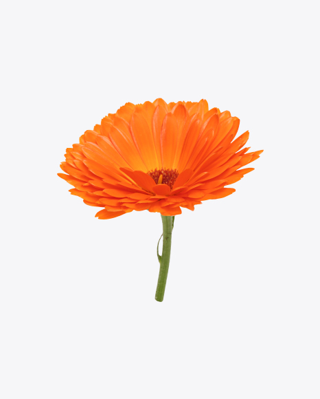 Free Orange Calendula Flower