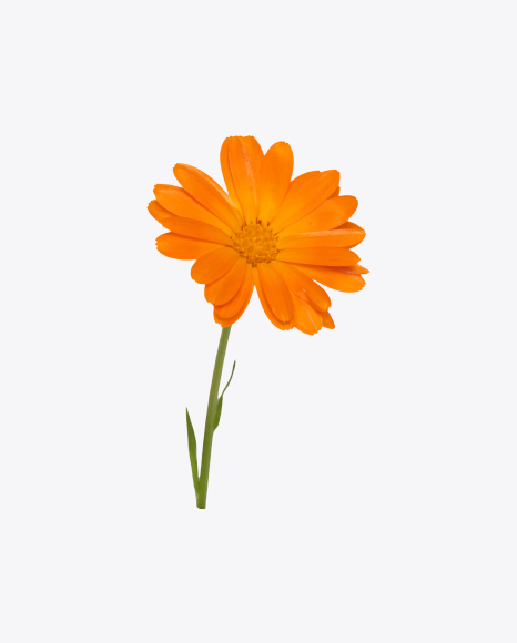 Free Orange Calendula Flower on Stem