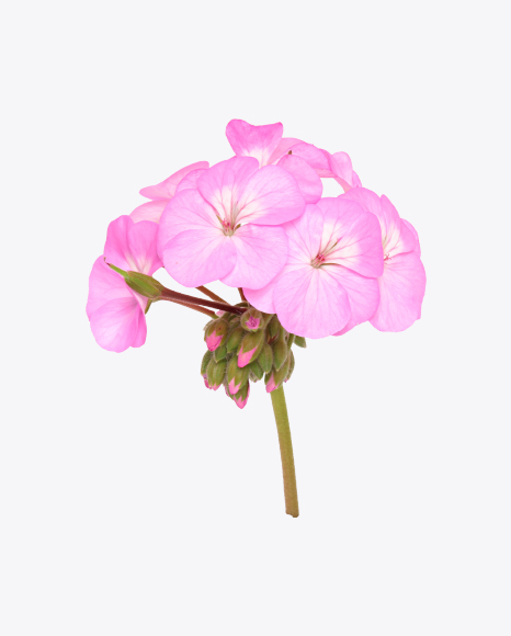 Free Pink Geranium Flower on Stem