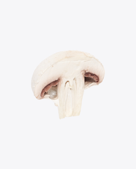 download champignon transparent png on yellow images 360 download champignon transparent png on