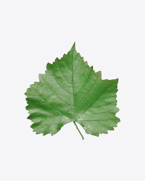 Free Grape Leaf