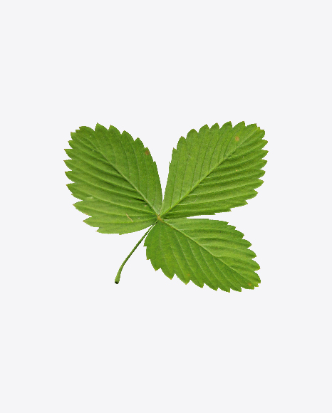 Free Strawberry Leaf