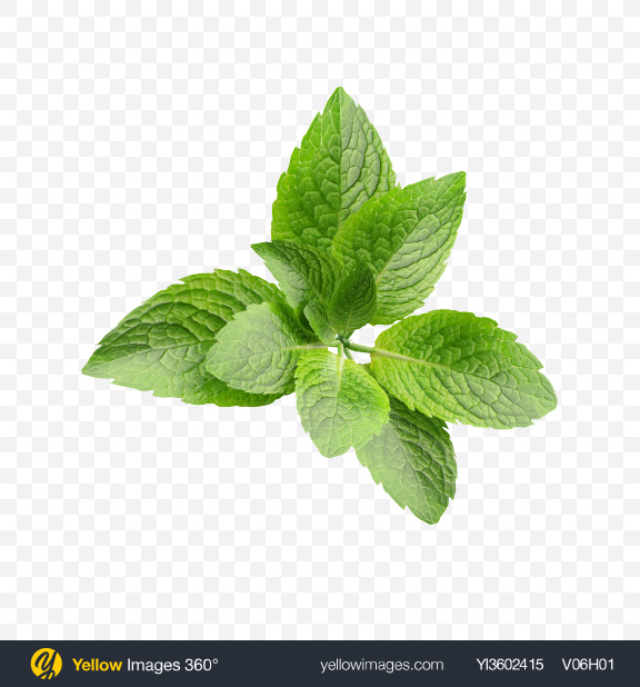 download mint leaves transparent png on yellow images 360 download mint leaves transparent png on