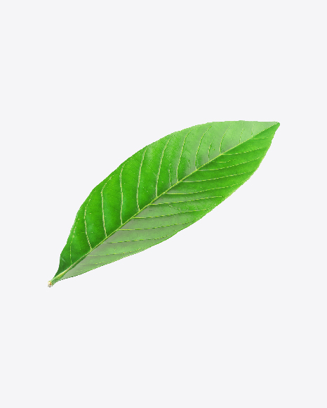 Free Citrus Leaf