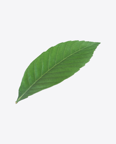 Free Pecan Leaf