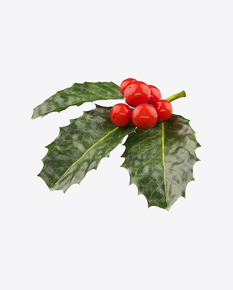 Free Holly Berries with Leaves