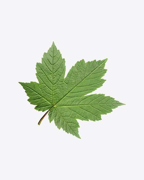 Free Currant Leaf