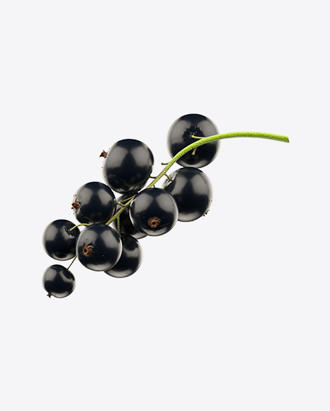 Free Branch of Black Currant