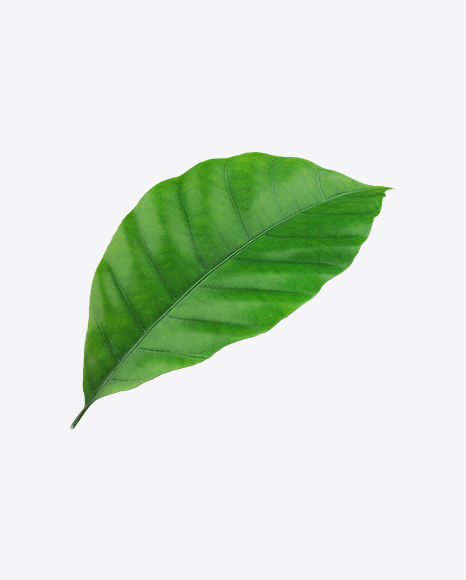 Free Coffee Leaf