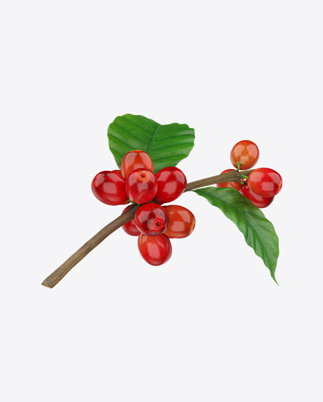 Free Branch with Coffee Berries