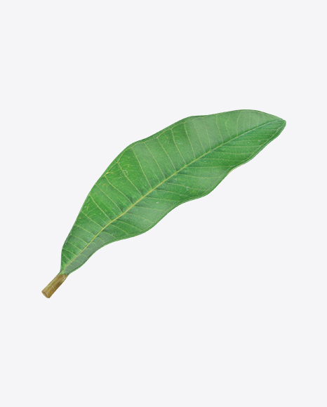 Free Brazil Nut Leaf