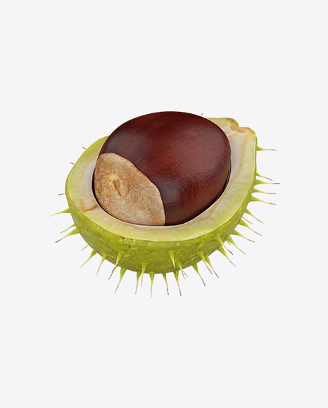 Free Chestnut in Shell