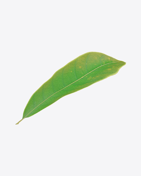 Free Macadamia Leaf