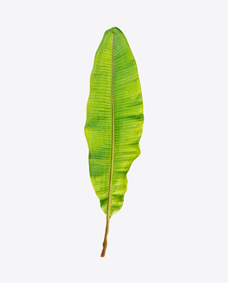 Free Banana Tree Leaf