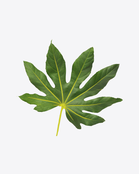 Free Aralia Tree Leaf