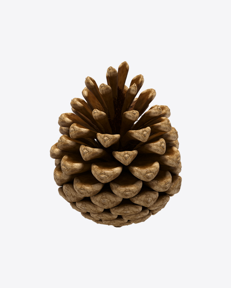 Free Pine Cone