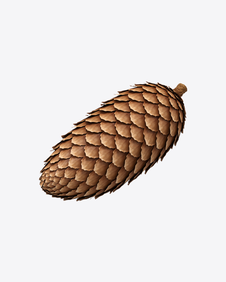 Free Spruce Pine Cone