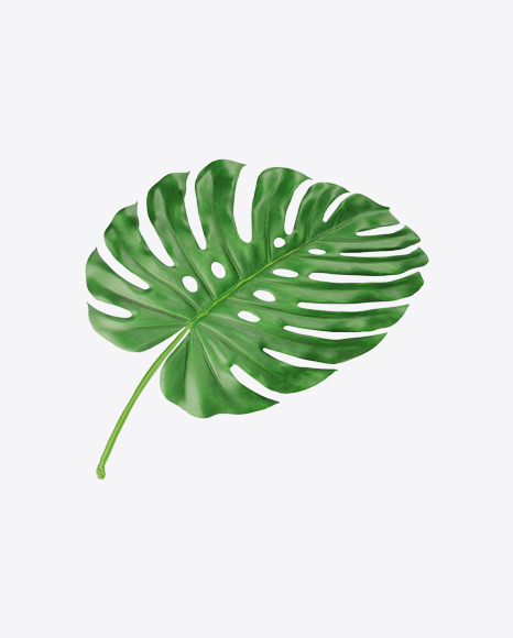 Free Monstera Leaf