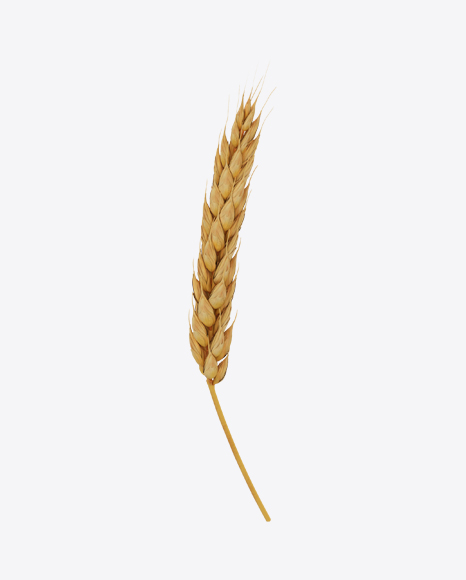 Free Wheat Ear