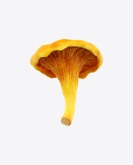 Free Chanterelle