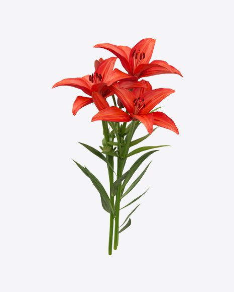 Free Red Lily Bouquet