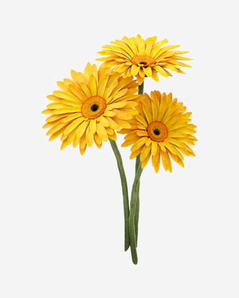 Free Yellow Gerbera Bouquet